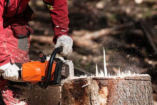 Tree services and stump removal in greater Cleveland, Ohio